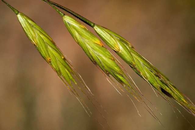 Brome du japon