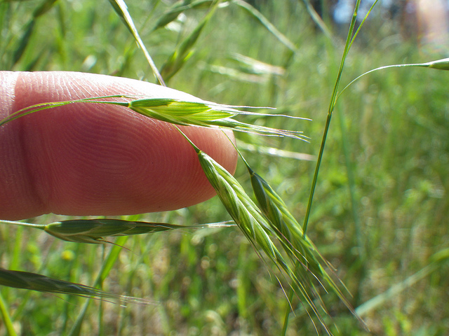 Brome du japon (Bromus japonicus)