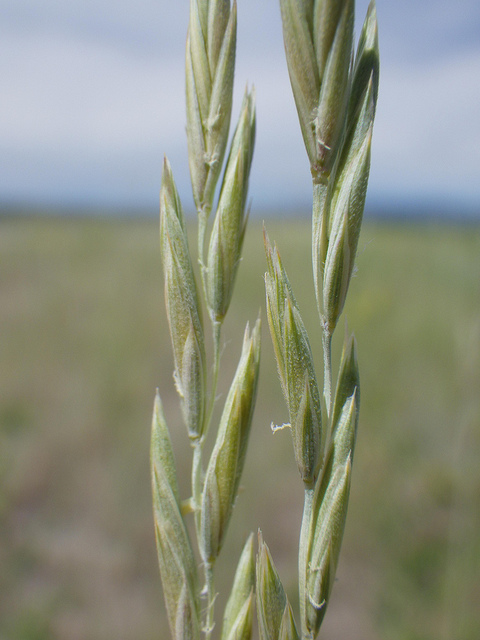 Brome à grands épillets