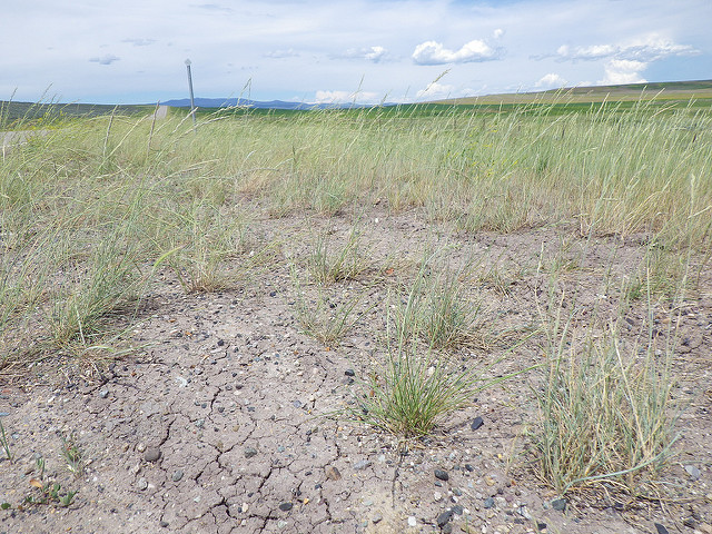 Brome à grands épillets