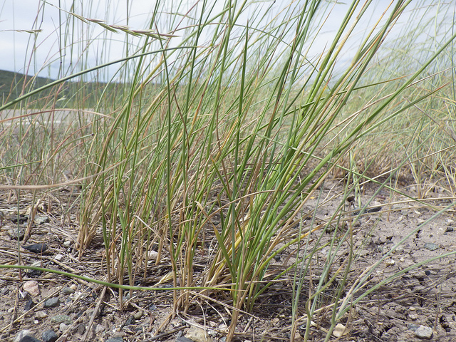 Brome à grands épillets