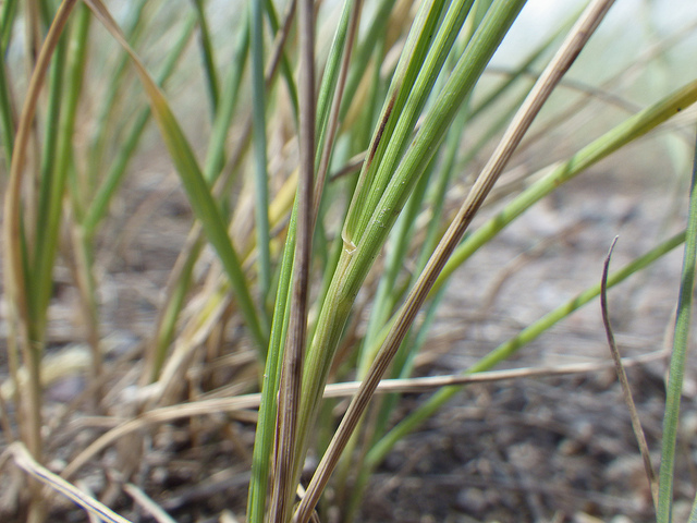 Brome à grands épillets