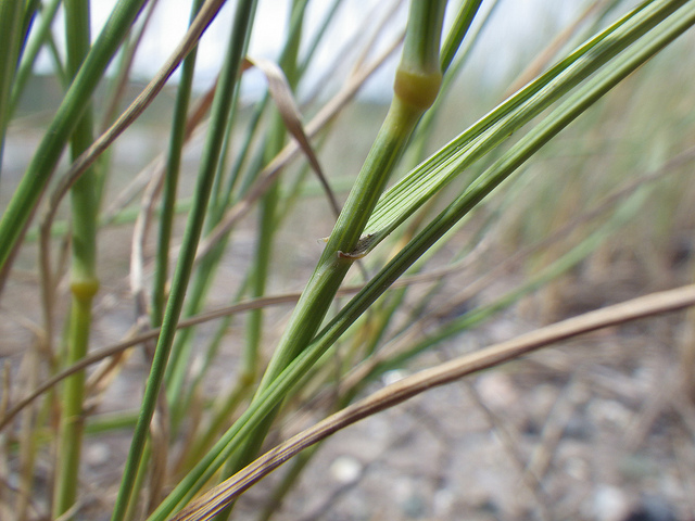 Brome à grands épillets (Bromus lanceolatus)