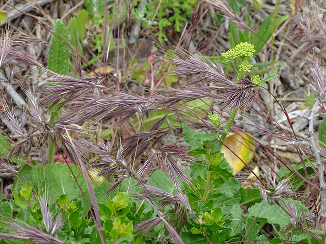 Brome de madrid (Bromus madritensis)