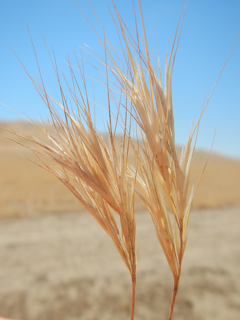 Brome de madrid