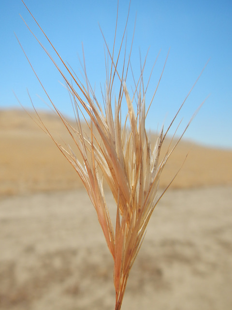 Brome de madrid