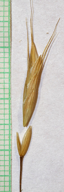Brome à grappes