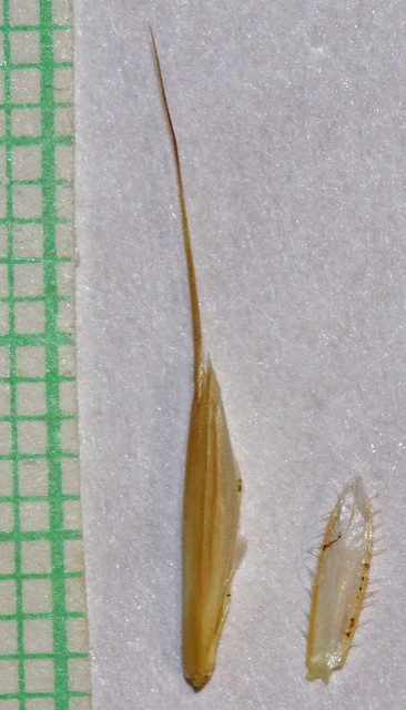 Brome à grappes