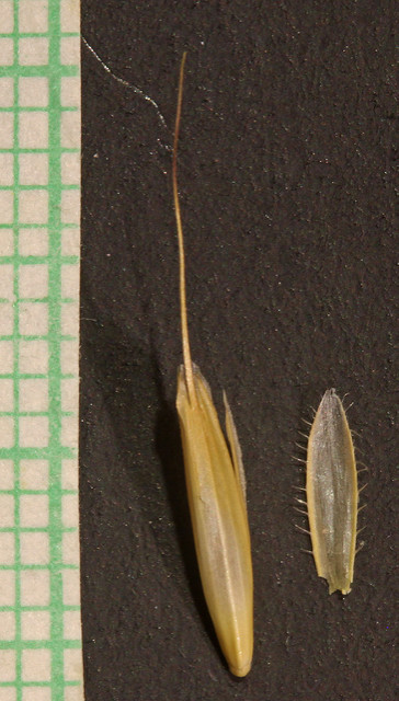 Brome à grappes