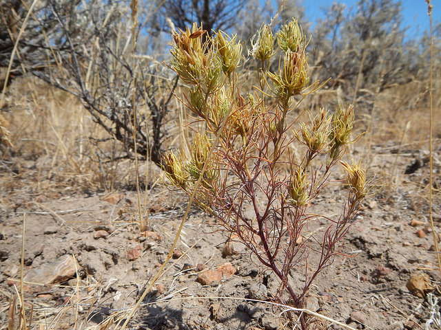 Brome ramifié (Bromus ramosus)