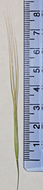 Brome raide (Bromus rigidus)