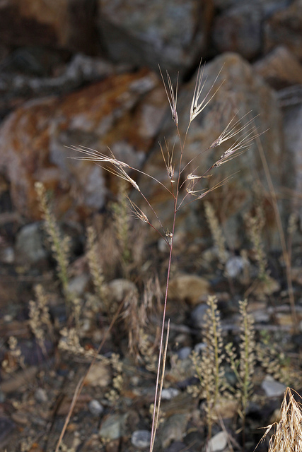 Brome raide