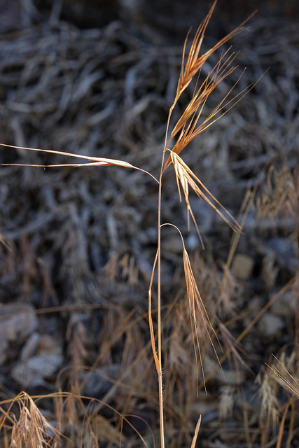 Brome raide