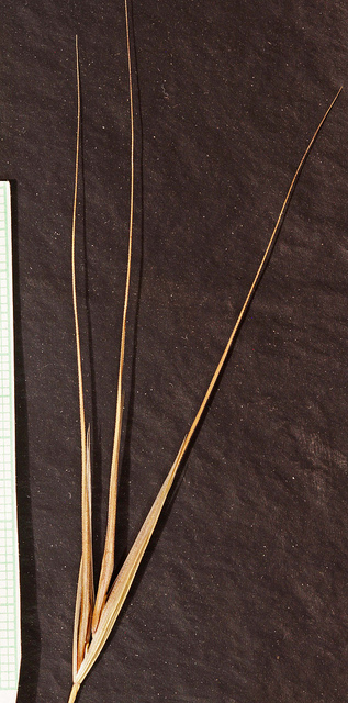 Brome raide