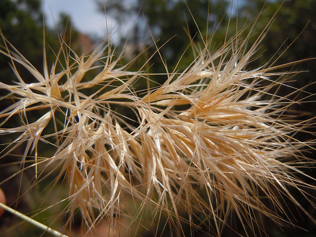 Brome rouge