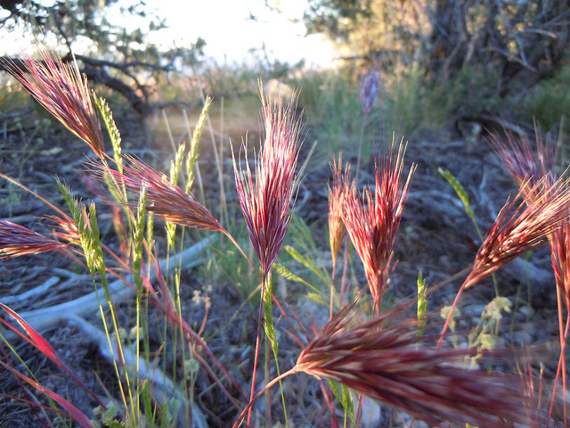 Brome rouge (Bromus rubens)