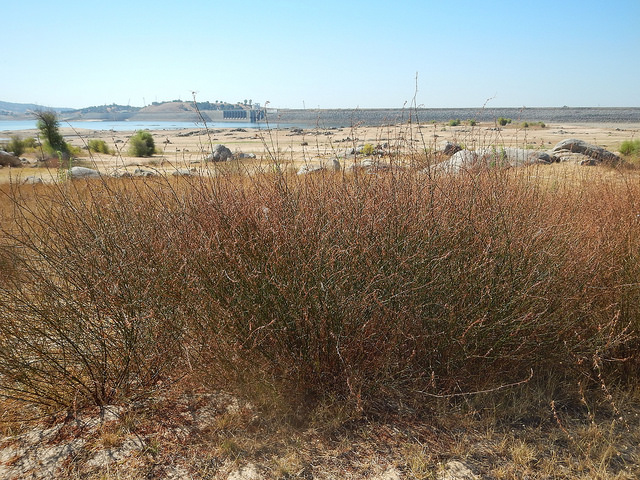 Brome à balais