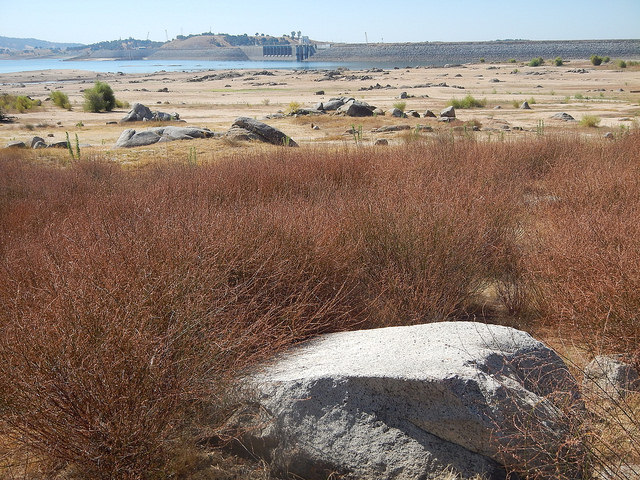 Brome à balais