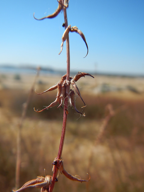 Brome à balais