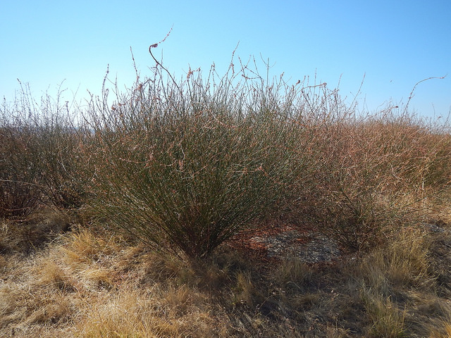 Brome à balais