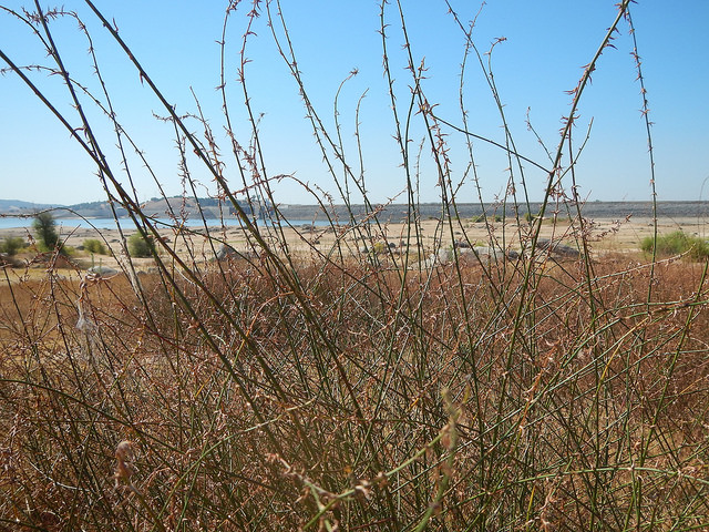 Brome à balais