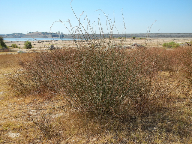 Brome à balais (Bromus scoparius)