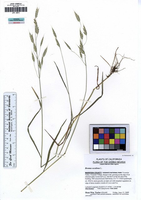 Brome des champs de seigle (Bromus secalinus)