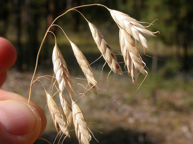 Brome raboteux