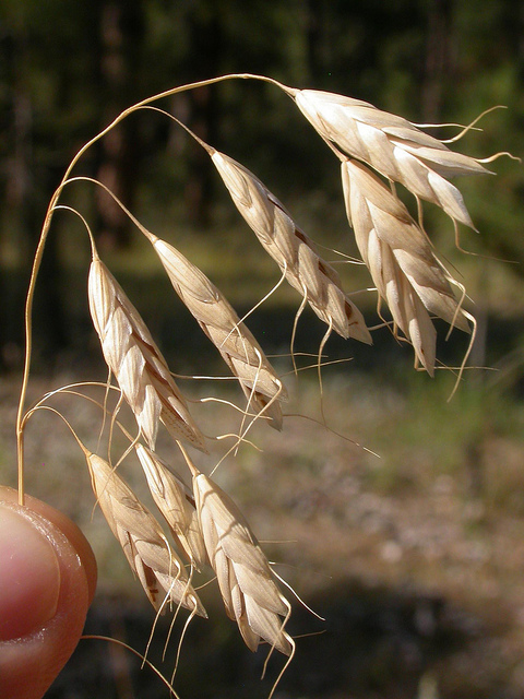 Brome raboteux