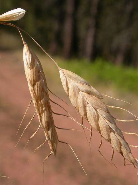 Brome raboteux