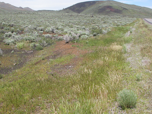 Brome raboteux (Bromus squarrosus)
