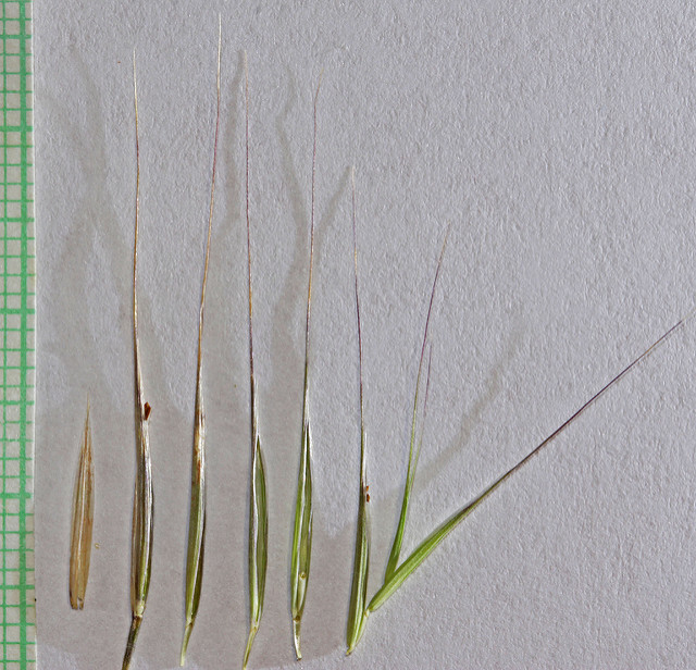 Brome stérile
