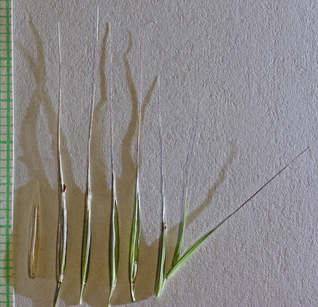 Brome stérile