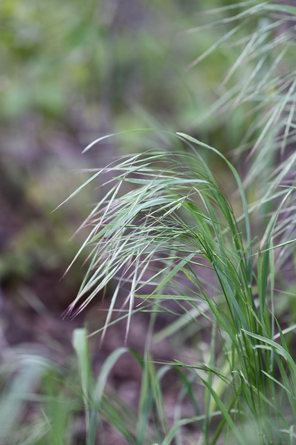 Brome stérile