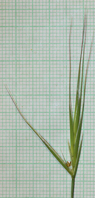 Brome stérile