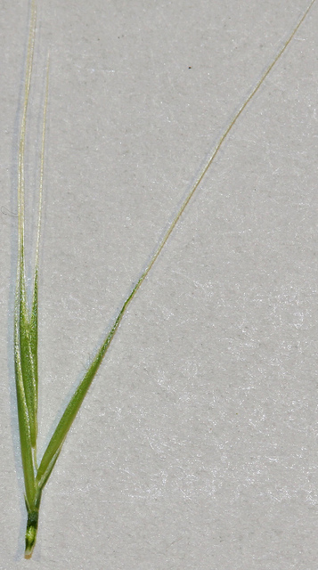 Brome stérile