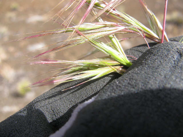 Brome des murs