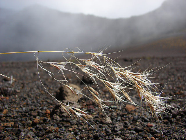 Brome des murs