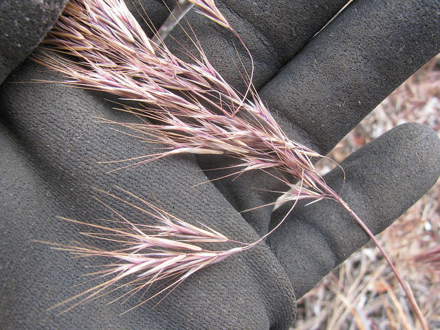 Brome des murs
