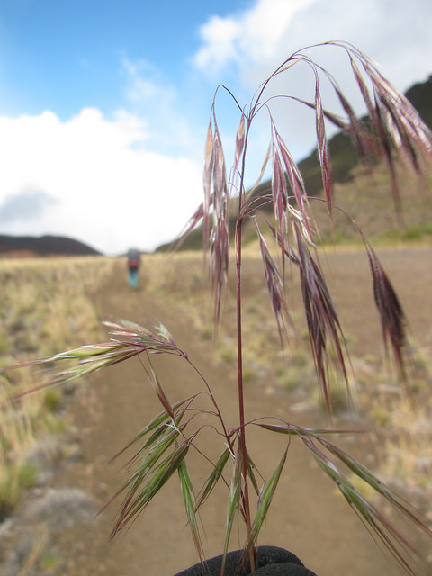 Brome des murs