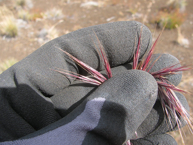 Brome des murs (Bromus tectorum)