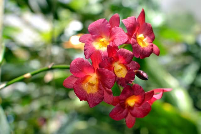 Broughtonia sanguinea (Broughtonia sanguinea)