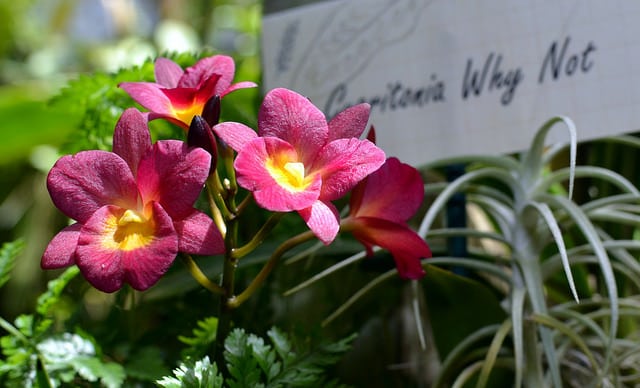 Broughtonia sanguinea