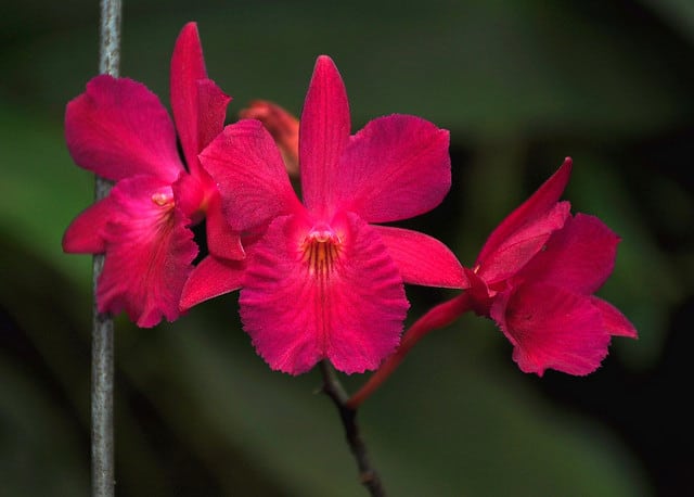 Broughtonia sanguinea