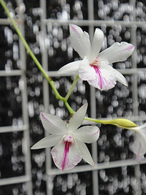 Broughtonia sanguinea