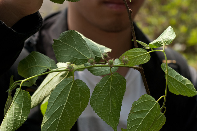 Broussonetia kazinoki