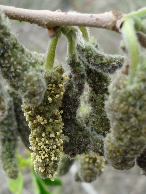 Mûrier de chine