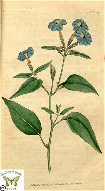 Browallia americana