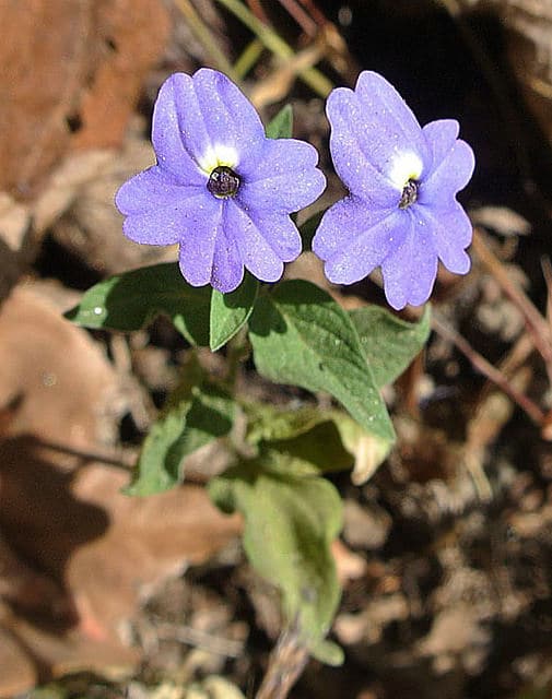 Browallia americana