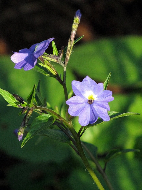 Browallia americana